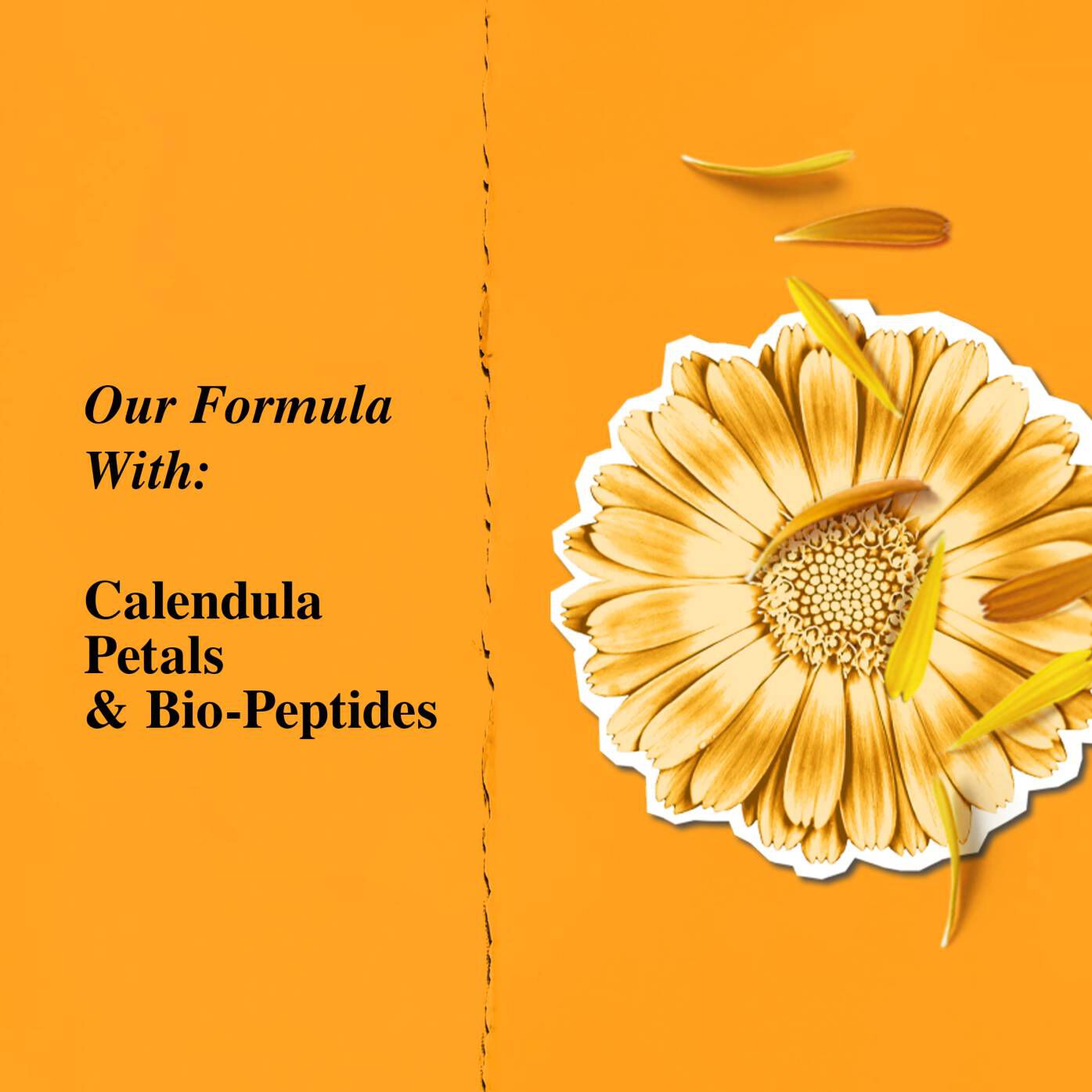 Calendula flower petals.