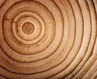 Close-up of a tree trunk section, showcasing concentric growth rings in various shades of brown and beige.