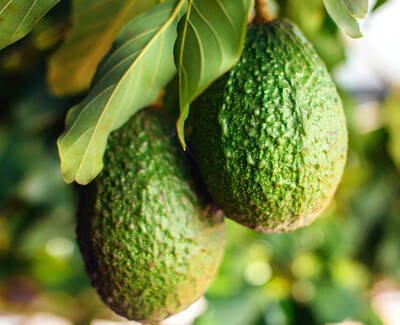Two ripe avocados hanging from a tree, surrounded by lush green leaves.