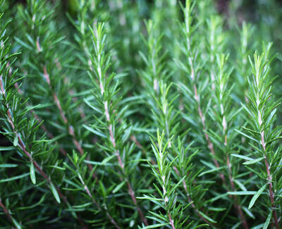 Close-up view of vibrant green rosemary leaves with a soft focus.