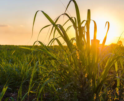 Sunlight filters through tall grass in a field as the sun sets in the background, creating a warm, serene atmosphere.