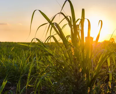 Sunlight filters through tall grass in a field as the sun sets in the background, creating a warm, serene atmosphere.
