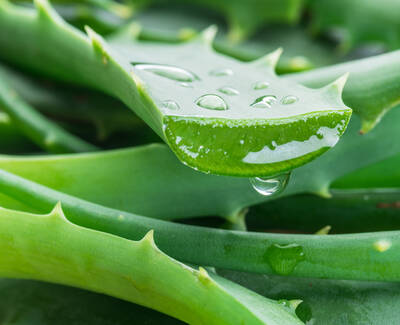 Close-up of a fresh aloe vera leaf with water droplets clinging to its edges, surrounded by other green leaves.