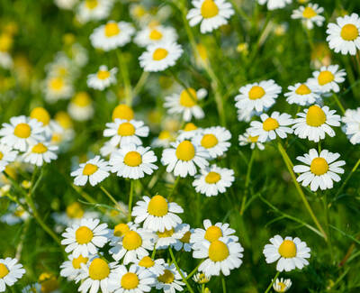 A field of small white daisies with yellow centers, set against a backdrop of green grass.