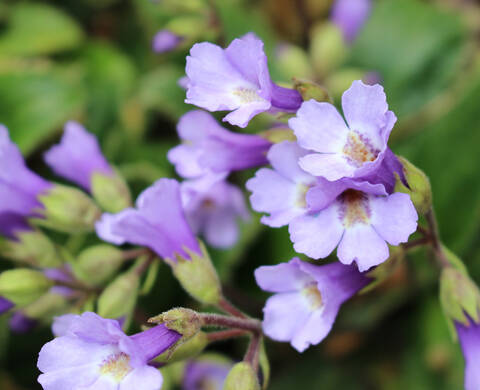 Rosa Arctica Kiehl's Ingredient
