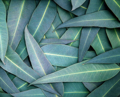 A close-up view of overlapping green leaves with prominent veins, creating a textured pattern.