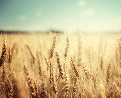 A close-up view of golden wheat stalks swaying gently in a sunlit field, with a soft blue sky in the background.