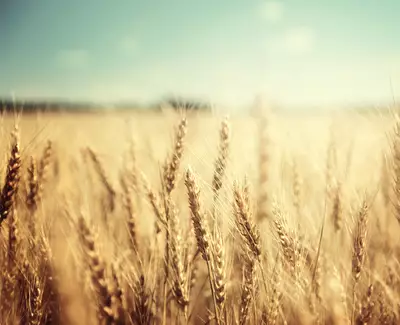 A close-up view of golden wheat stalks swaying gently in a sunlit field, with a soft blue sky in the background.