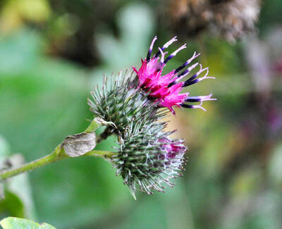 A close-up of thistle flowers with vibrant pink petals and spiky green buds against a blurred natural background.