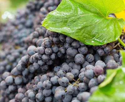 A close-up of clusters of dark purple grapes nestled among green leaves, with droplets of water on the grapes' surface.