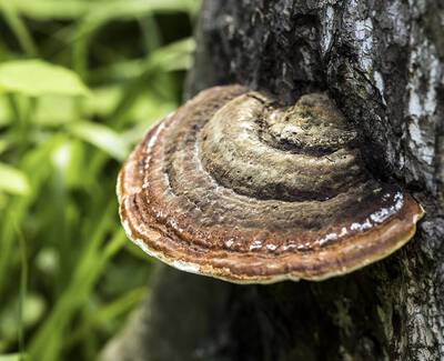 A close-up of a brown, shelf-like mushroom growing on the side of a tree, surrounded by green grass.