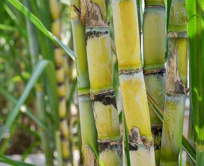Close-up of green and yellow sugar cane stalks with lush green leaves in the background.