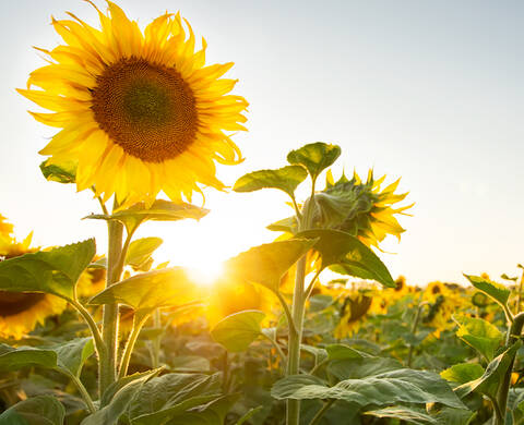 Sunflower Color Preserving Shampoo Kiehl S Since 1851