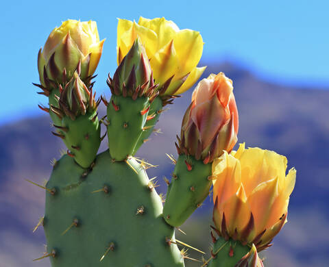 Cactus Flower Kiehl's Ingredient