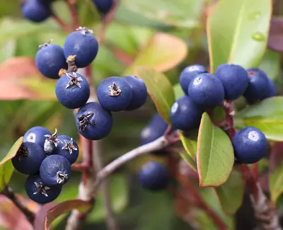 A close-up view of blue berries growing on a plant, surrounded by green and reddish leaves.