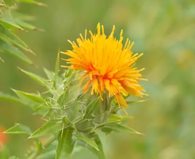 A bright orange flower with spiky petals is blooming atop a green, thorny stem. The background is softly blurred, highlighting the details of the flower.