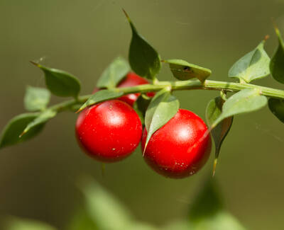 Bright red berries growing on a green branch with small leaves.