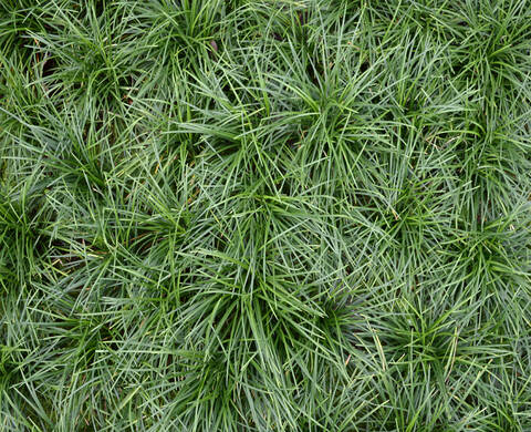 Fountain Plant Kiehl's Ingredient