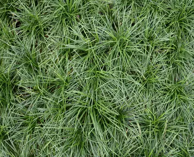A dense area of lush green grass with long blades, creating a textured, natural ground cover.