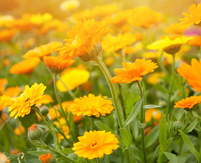 A vibrant array of yellow flowers in full bloom, with green leaves and soft sunlight illuminating the scene.