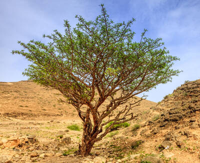 A lone tree with green leaves stands on a rocky hillside under a blue sky, surrounded by dry, barren land.