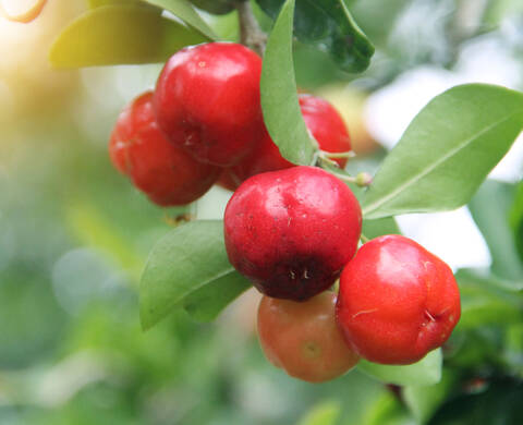 Acerola Cherry Kiehl's Ingredient