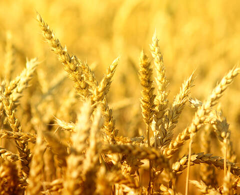 Oat Bran Kiehl's Ingredient