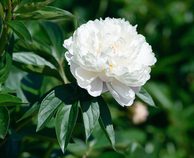 A close-up of a white peony flower surrounded by green leaves.