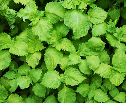 Shiso Leaf Extract Kiehl's Ingredient