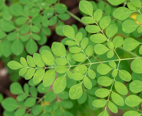 Moringa Oil Kiehl's Ingredient