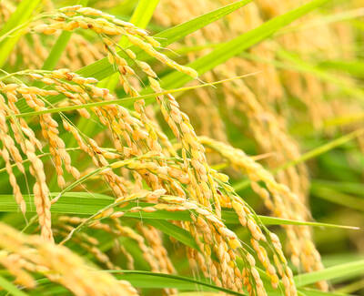 Close-up of golden rice grains hanging from lush green stalks, indicating ripeness during the harvest season.