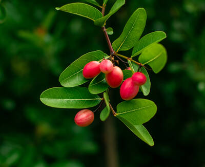 A close-up of a branch with green leaves and clusters of small, pink berries against a blurred green background.