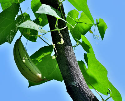 A green gourd hanging from a vine with lush green leaves against a clear blue sky.