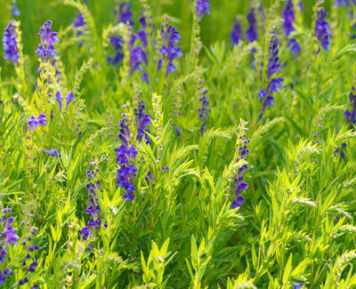 A vibrant field of green plants with tall stems topped with clusters of purple flowers.