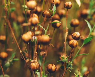 Close-up of dried seed pods on slender stems, with a blurred background of greenery.