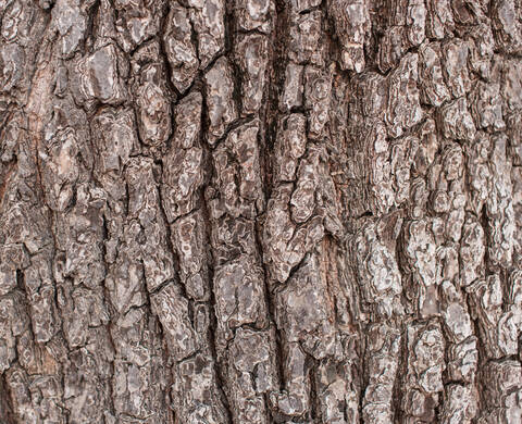 Bark Extract Kiehl's Ingredient