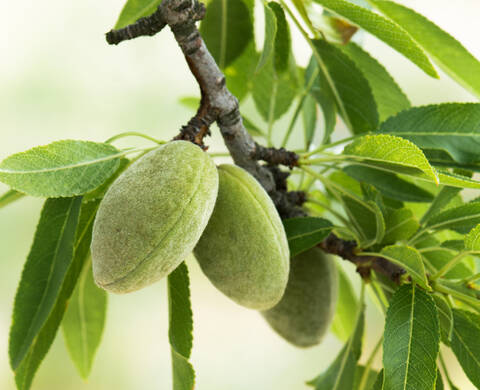 Sweet Almond Oil Kiehl's Ingredient