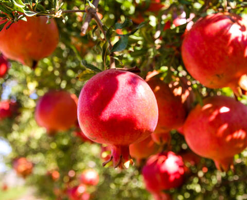 Pomegranate Extract Kiehl's Ingredient