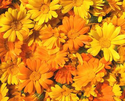 A vibrant close-up of an assortment of yellow and orange flowers, featuring various blooms intermingled in a lively pattern.