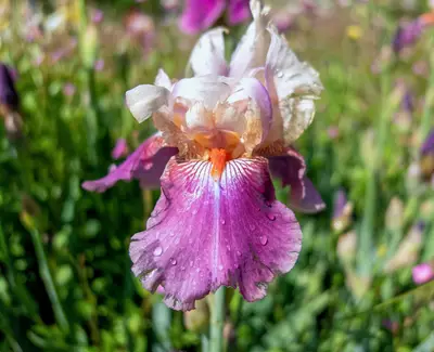 A close-up of a vibrant purple and white iris flower with raindrops on its petals, set against a blurred background of green foliage and other flowers.