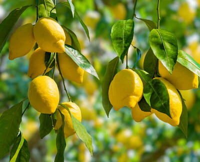 A close-up of lemon branches laden with bright yellow lemons and vibrant green leaves, against a blurred background of more leaves.