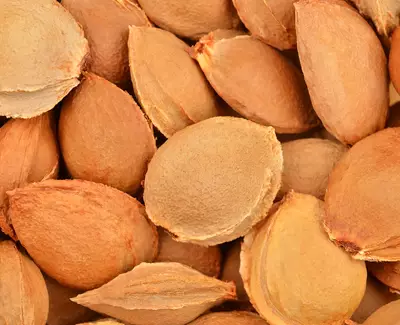 Close-up of a pile of brown, textured apricot pits, varying in shape and size, with some pits slightly split open.