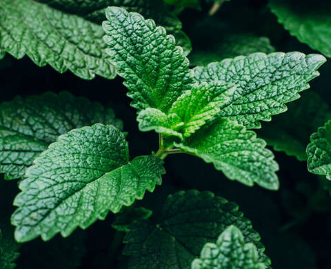 Menthol Kiehl's Ingredient