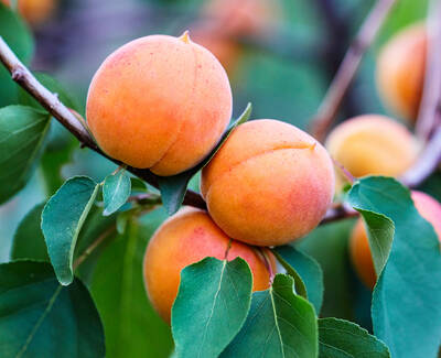 Three ripe apricots hanging from a branch surrounded by green leaves.