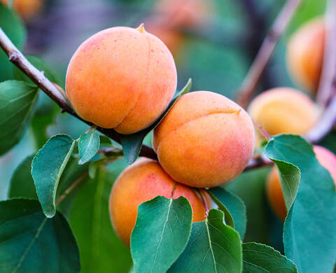 Apricot Seed Powder Kiehl's Ingredient