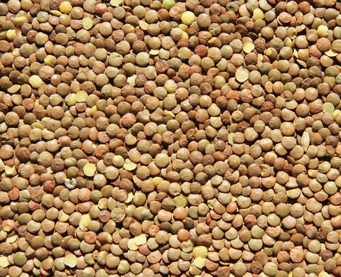 Lentil Extract Kiehl's Ingredient