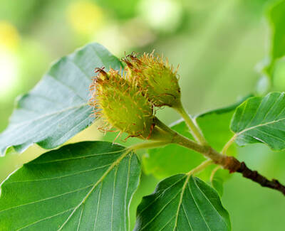 Close-up of two seed pods surrounded by green leaves, with fine hairs on the pods, set against a blurred green background.