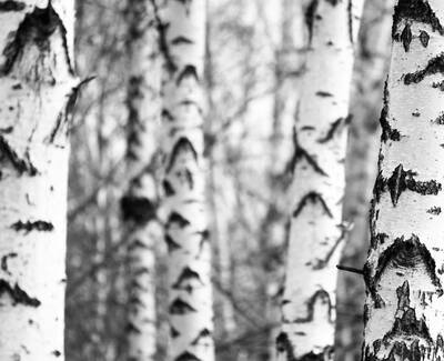 A close-up view of white birch tree trunks with distinctive black markings, set against a blurred background of more trees, creating a monochromatic, serene forest scene.