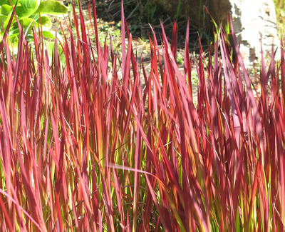 A close-up of vibrant red and green ornamental grasses swaying in the sunlight.