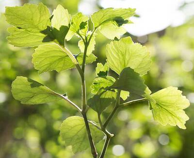 A close-up of a green plant branch with bright, translucent leaves backlit by sunlight.